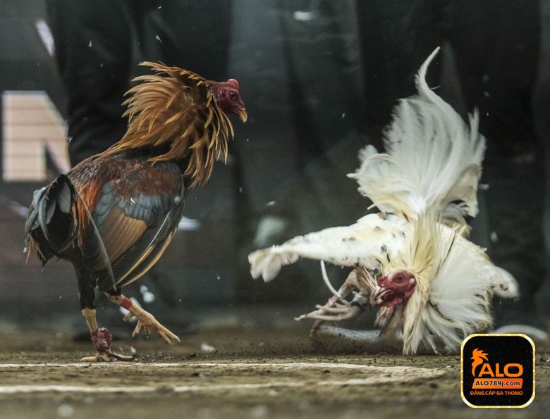 Các loại cược trong đá gà Thomo